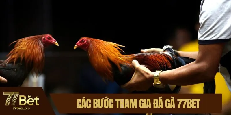 C&aacute;c bước tham gia đ&aacute; g&agrave; 77BET