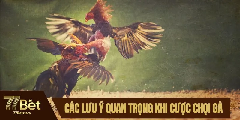 C&aacute;c lưu &yacute; quan trọng khi cược chọi g&agrave;